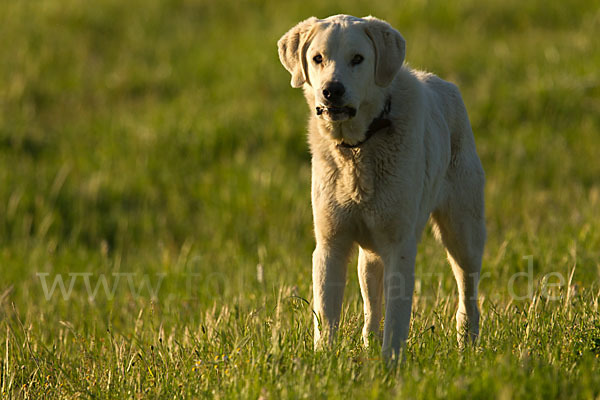 Haushund (Canis lupus familiaris)