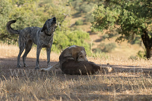 Haushund (Canis lupus familiaris)