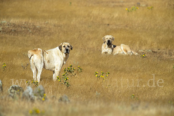 Haushund (Canis lupus familiaris)