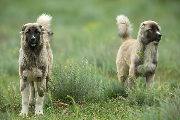 Haushund (Canis lupus familiaris)