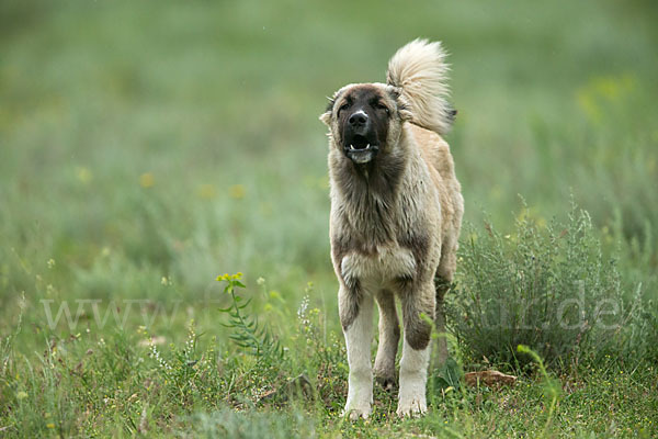 Haushund (Canis lupus familiaris)