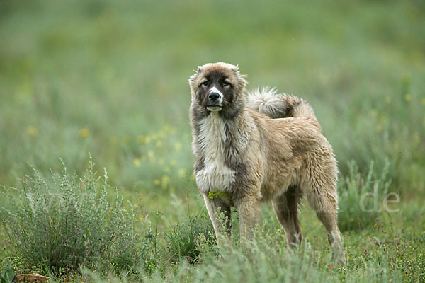 Haushund (Canis lupus familiaris)