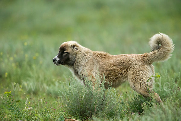 Haushund (Canis lupus familiaris)