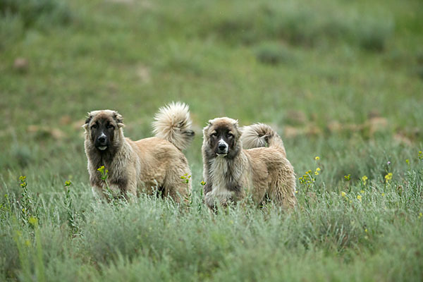 Haushund (Canis lupus familiaris)