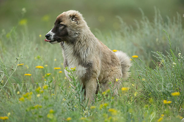 Haushund (Canis lupus familiaris)