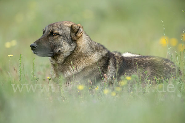 Haushund (Canis lupus familiaris)