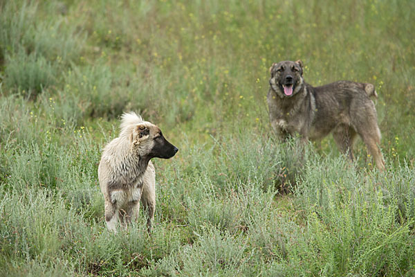 Haushund (Canis lupus familiaris)