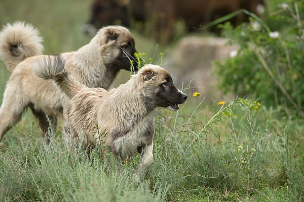 Haushund (Canis lupus familiaris)