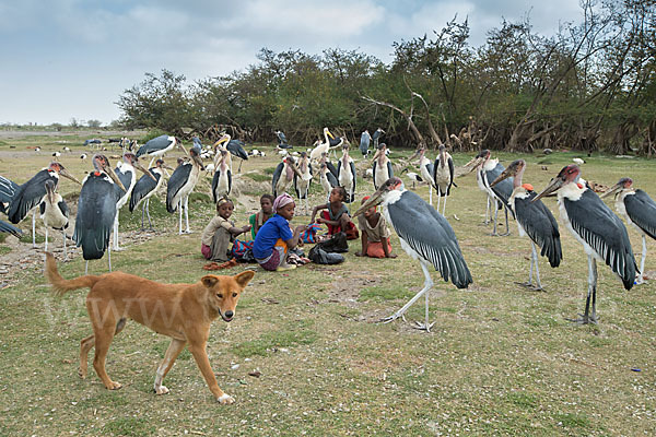 Haushund (Canis lupus familiaris)