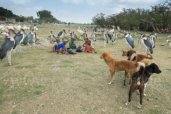 Haushund (Canis lupus familiaris)