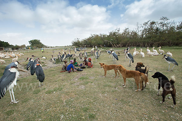 Haushund (Canis lupus familiaris)