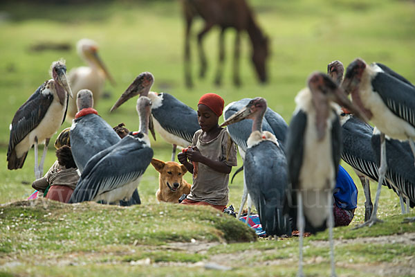 Haushund (Canis lupus familiaris)