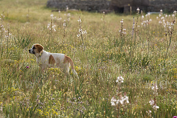 Haushund (Canis lupus familiaris)