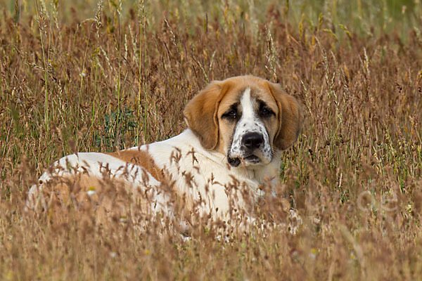 Haushund (Canis lupus familiaris)