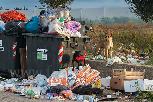 Haushund (Canis lupus familiaris)