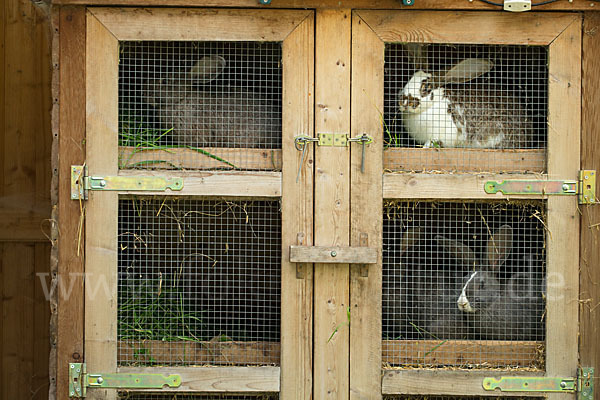 Hauskaninchen (Oryctolagus cuniculus domestica)