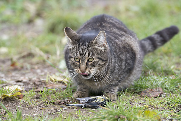 Hauskatze (Felis silvestris forma catus)