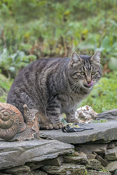 Hauskatze (Felis silvestris forma catus)