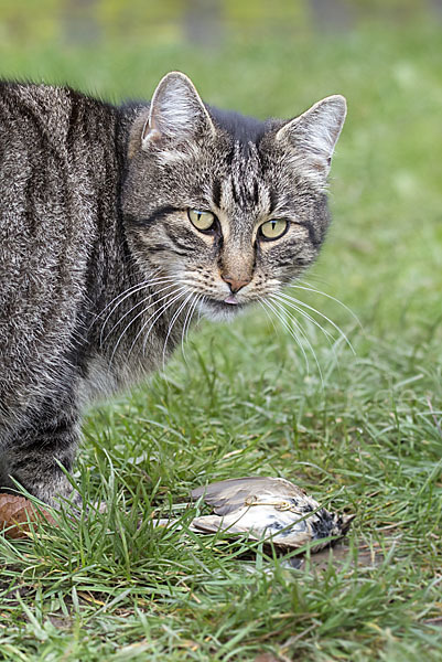 Hauskatze (Felis silvestris forma catus)