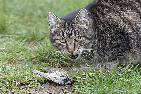 Hauskatze (Felis silvestris forma catus)