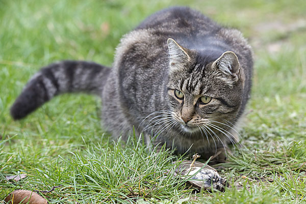 Hauskatze (Felis silvestris forma catus)