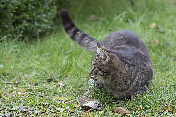 Hauskatze (Felis silvestris forma catus)