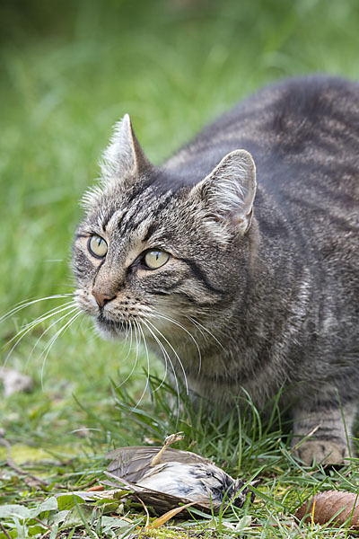 Hauskatze (Felis silvestris forma catus)