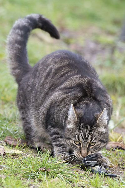 Hauskatze (Felis silvestris forma catus)