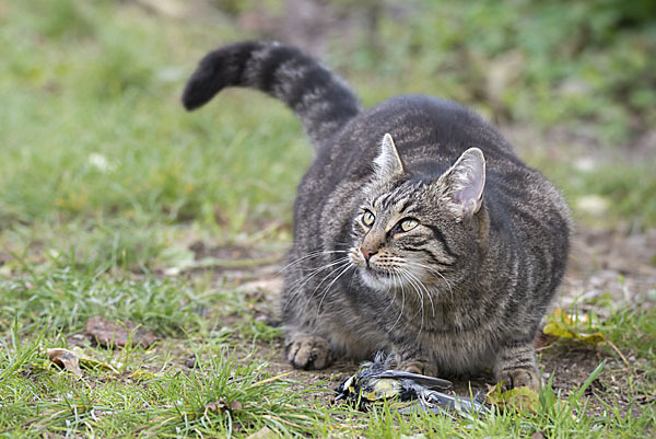 Hauskatze (Felis silvestris forma catus)