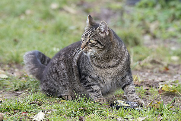 Hauskatze (Felis silvestris forma catus)