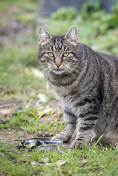 Hauskatze (Felis silvestris forma catus)