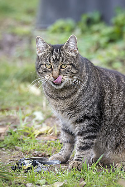 Hauskatze (Felis silvestris forma catus)