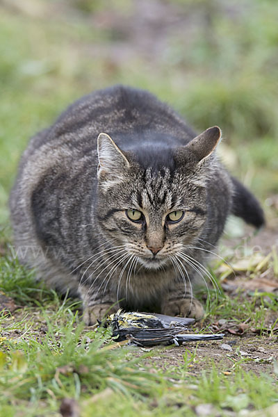 Hauskatze (Felis silvestris forma catus)