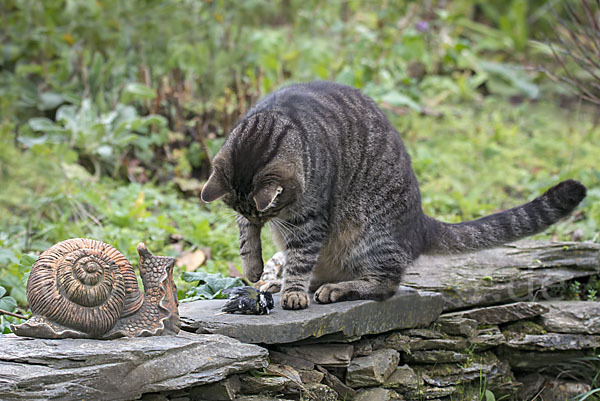 Hauskatze (Felis silvestris forma catus)