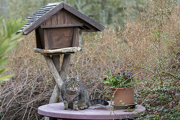 Hauskatze (Felis silvestris forma catus)