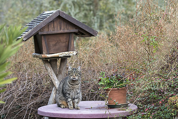 Hauskatze (Felis silvestris forma catus)