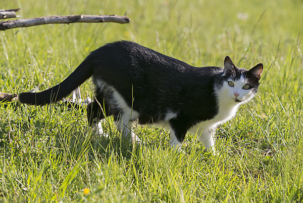 Hauskatze (Felis silvestris forma catus)