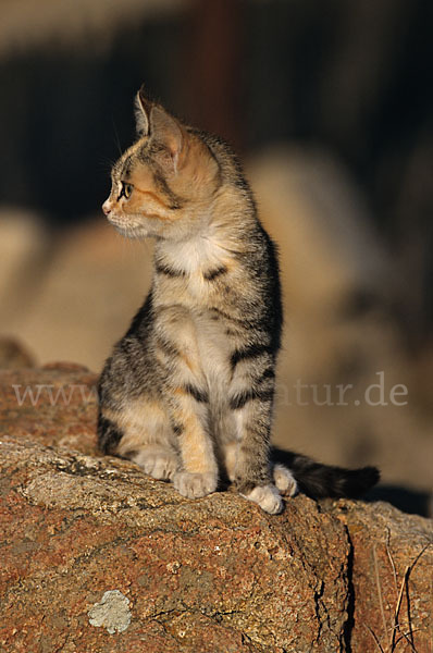 Hauskatze (Felis silvestris forma catus)