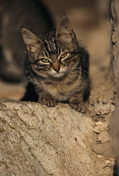 Hauskatze (Felis silvestris forma catus)