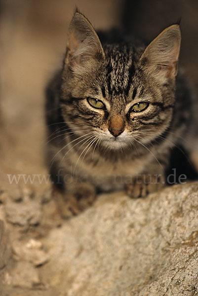 Hauskatze (Felis silvestris forma catus)