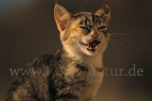 Hauskatze (Felis silvestris forma catus)