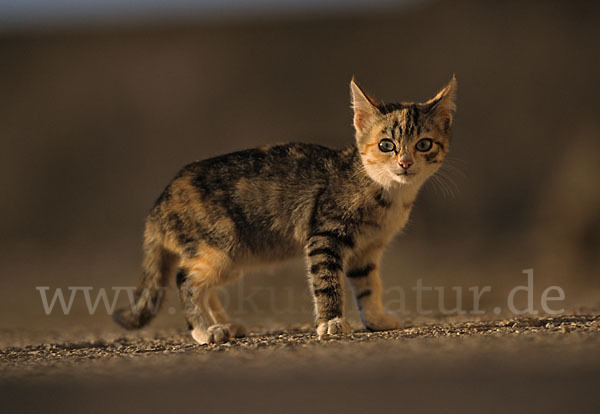 Hauskatze (Felis silvestris forma catus)