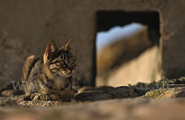 Hauskatze (Felis silvestris forma catus)