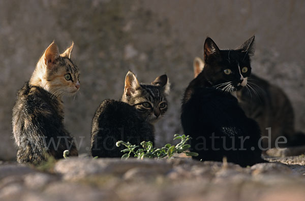 Hauskatze (Felis silvestris forma catus)