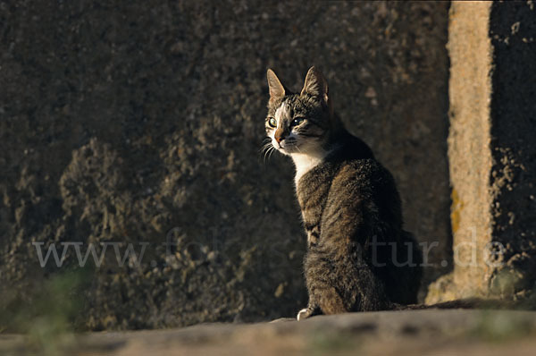 Hauskatze (Felis silvestris forma catus)