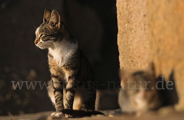 Hauskatze (Felis silvestris forma catus)