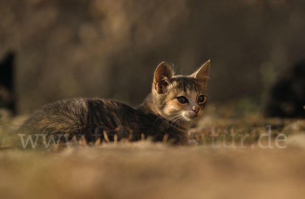 Hauskatze (Felis silvestris forma catus)