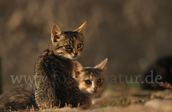 Hauskatze (Felis silvestris forma catus)