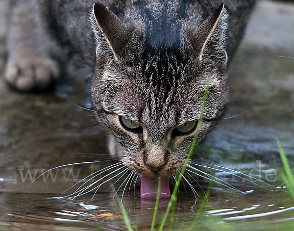 Hauskatze (Felis silvestris forma catus)