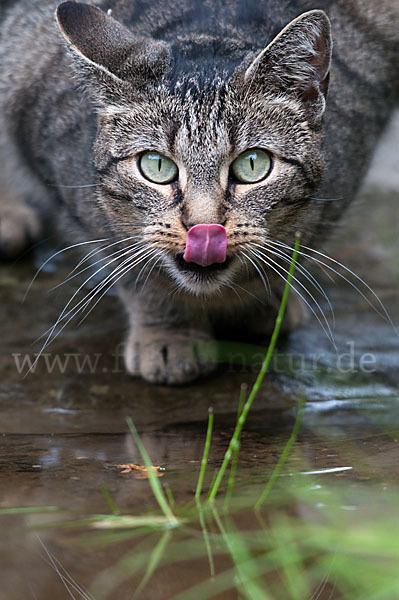 Hauskatze (Felis silvestris forma catus)